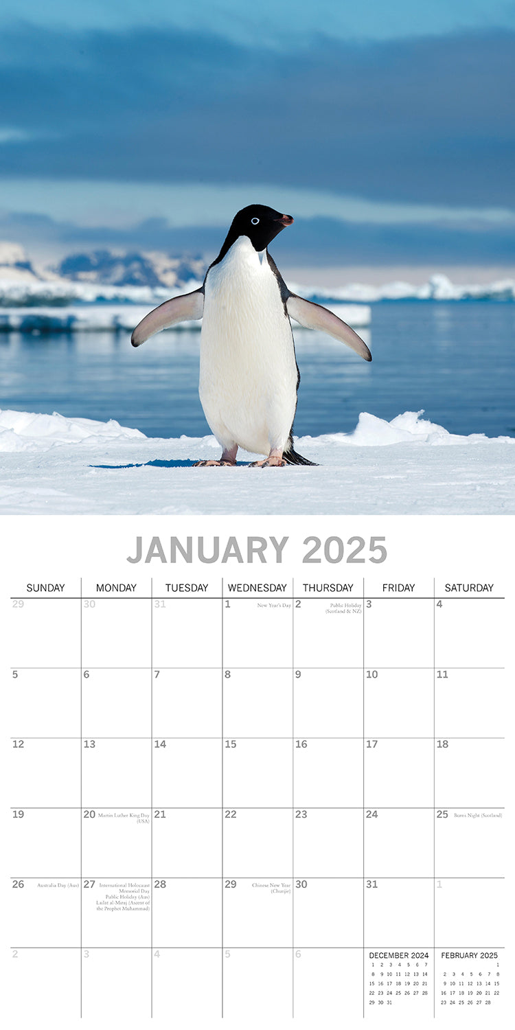 Penguins - 2025 Square Wall Calendar Pets Animals 16 Months Premium Planner Gift V474-689628