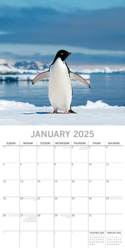 Penguins - 2025 Square Wall Calendar Pets Animals 16 Months Premium Planner Gift V474-689628