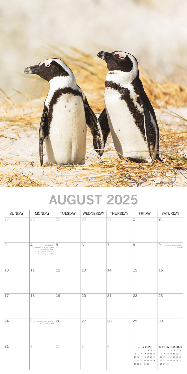 Penguins - 2025 Square Wall Calendar Pets Animals 16 Months Premium Planner Gift V474-689628
