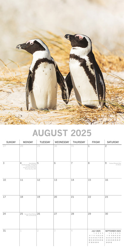 Penguins - 2025 Square Wall Calendar Pets Animals 16 Months Premium Planner Gift V474-689628