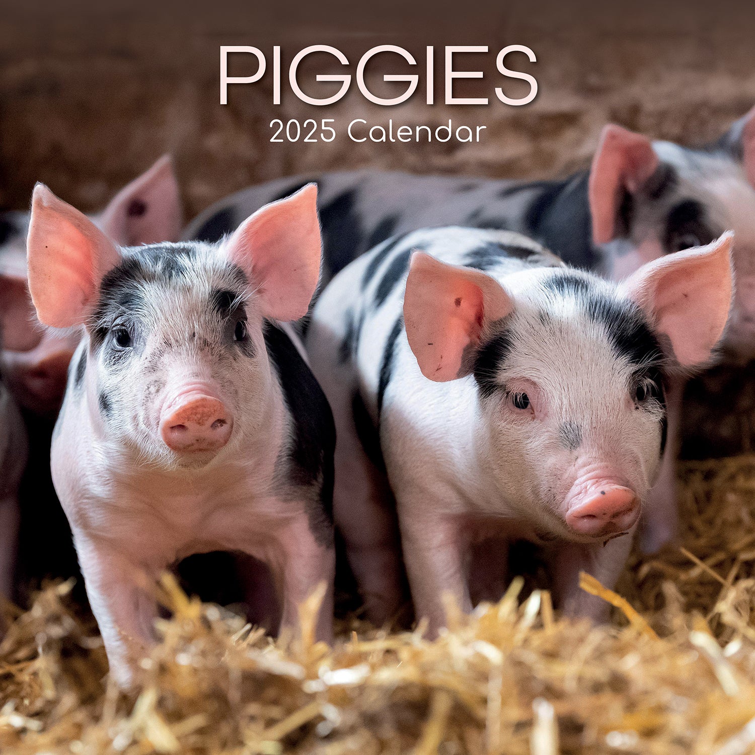 Piggies - 2025 Square Wall Calendar Pets Animals 16 Months Premium Planner Gift V474-689629