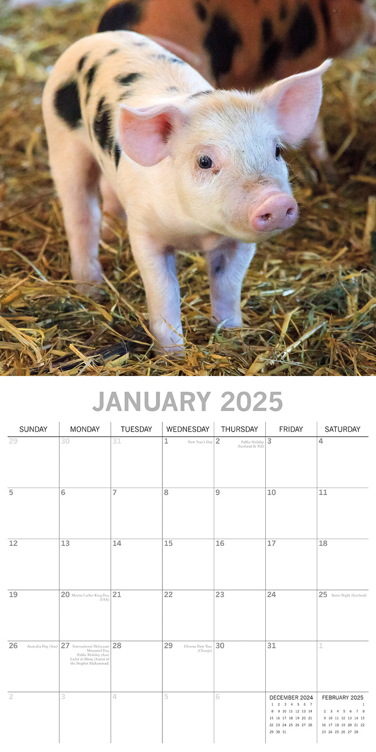 Piggies - 2025 Square Wall Calendar Pets Animals 16 Months Premium Planner Gift V474-689629