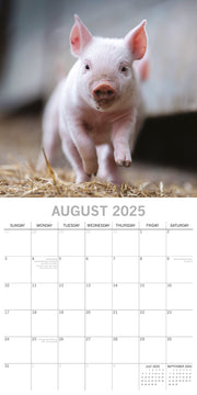 Piggies - 2025 Square Wall Calendar Pets Animals 16 Months Premium Planner Gift V474-689629