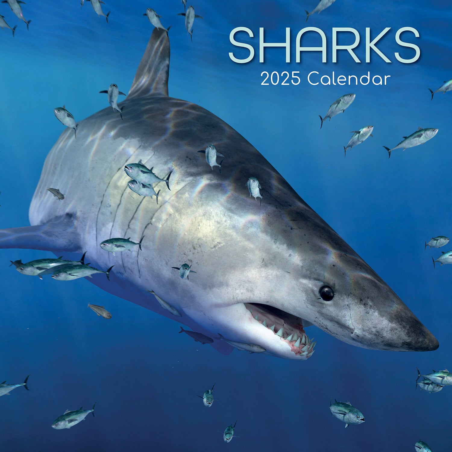 Sharks - 2025 Square Wall Calendar Pets Animals 16 Months Premium Planner Gift V474-689630