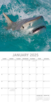 Sharks - 2025 Square Wall Calendar Pets Animals 16 Months Premium Planner Gift V474-689630