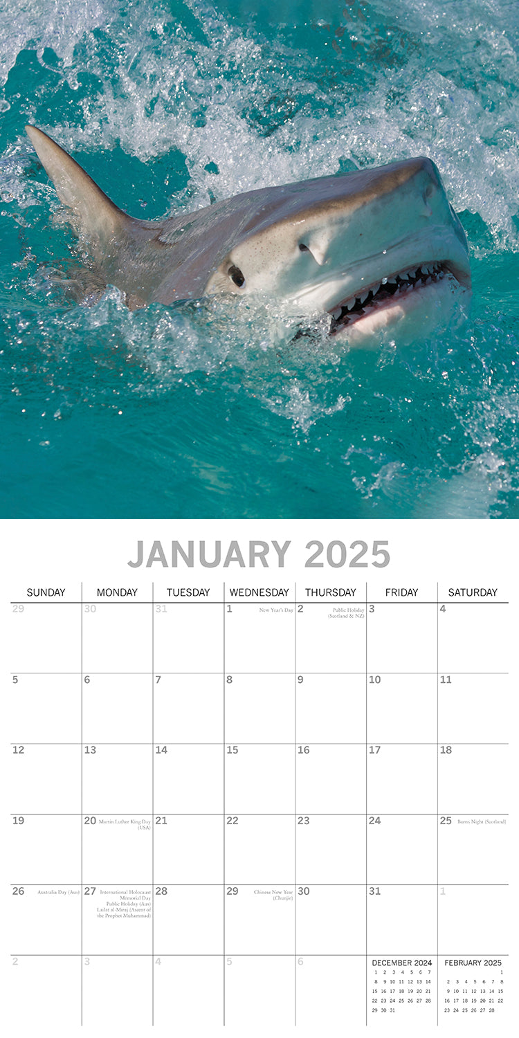 Sharks - 2025 Square Wall Calendar Pets Animals 16 Months Premium Planner Gift V474-689630