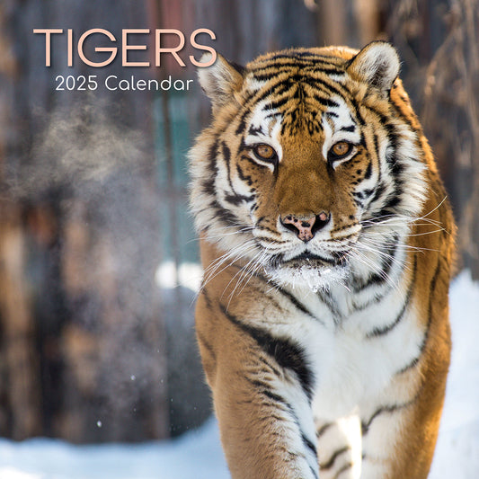 Tigers - 2025 Square Wall Calendar Pets Animals 16 Months Premium Planner Gift V474-689632