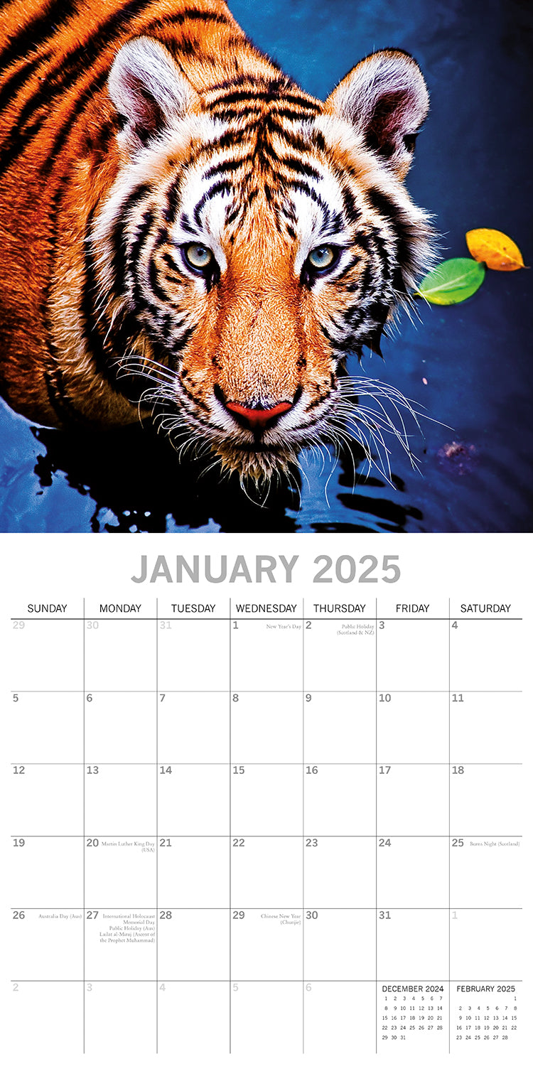 Tigers - 2025 Square Wall Calendar Pets Animals 16 Months Premium Planner Gift V474-689632