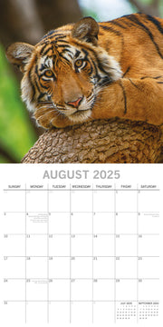 Tigers - 2025 Square Wall Calendar Pets Animals 16 Months Premium Planner Gift V474-689632