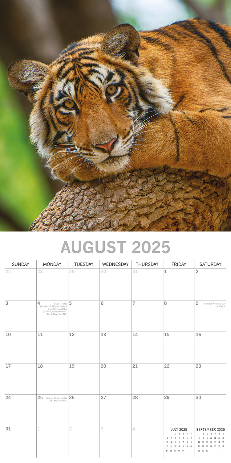 Tigers - 2025 Square Wall Calendar Pets Animals 16 Months Premium Planner Gift V474-689632