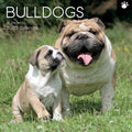 Bulldogs - 2025 Square Wall Calendar Dogs Pets Animals 16 Months Premium Planner V474-689777
