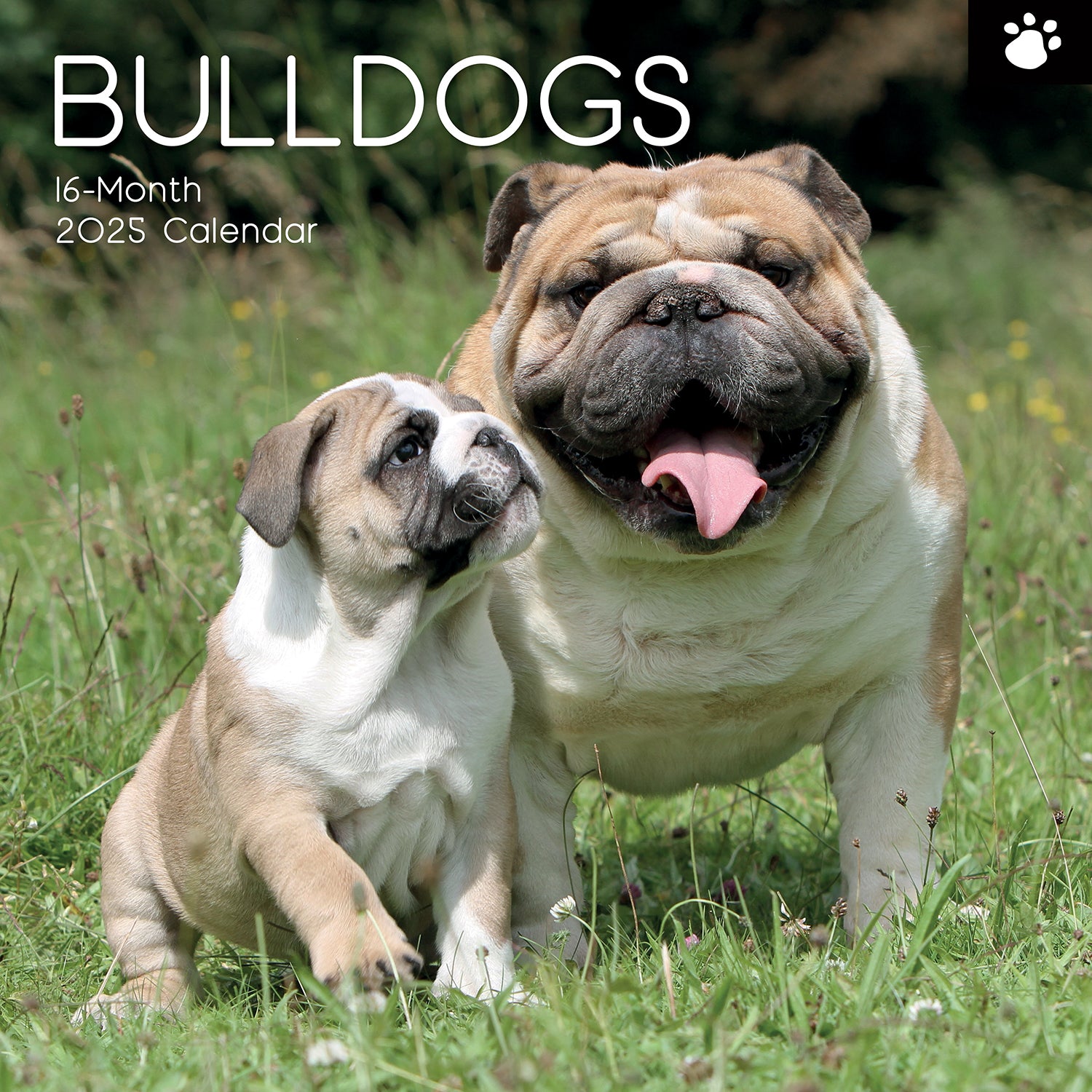 Bulldogs - 2025 Square Wall Calendar Dogs Pets Animals 16 Months Premium Planner V474-689777