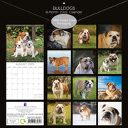 Bulldogs - 2025 Square Wall Calendar Dogs Pets Animals 16 Months Premium Planner V474-689777