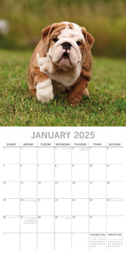 Bulldogs - 2025 Square Wall Calendar Dogs Pets Animals 16 Months Premium Planner V474-689777
