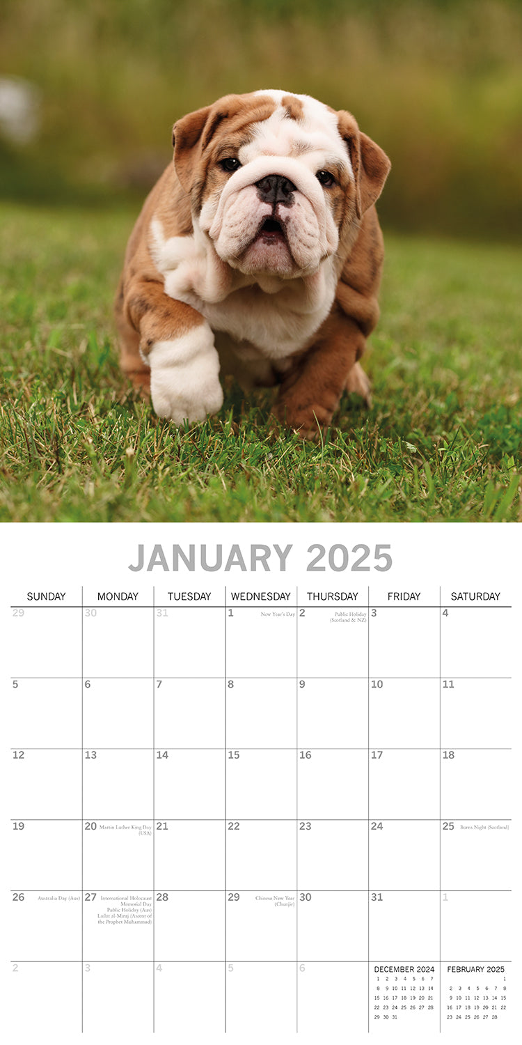 Bulldogs - 2025 Square Wall Calendar Dogs Pets Animals 16 Months Premium Planner V474-689777