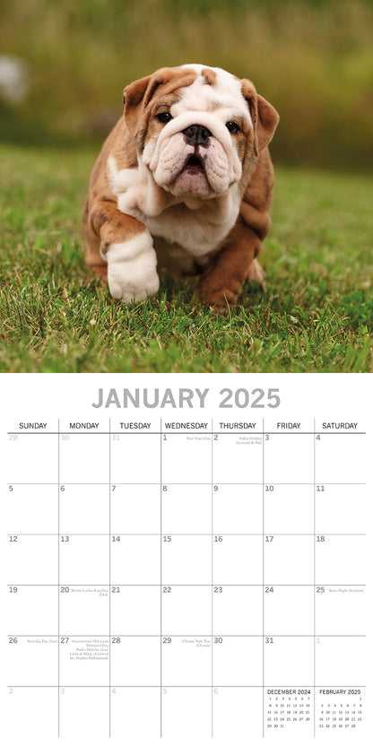 Bulldogs - 2025 Square Wall Calendar Dogs Pets Animals 16 Months Premium Planner V474-689777