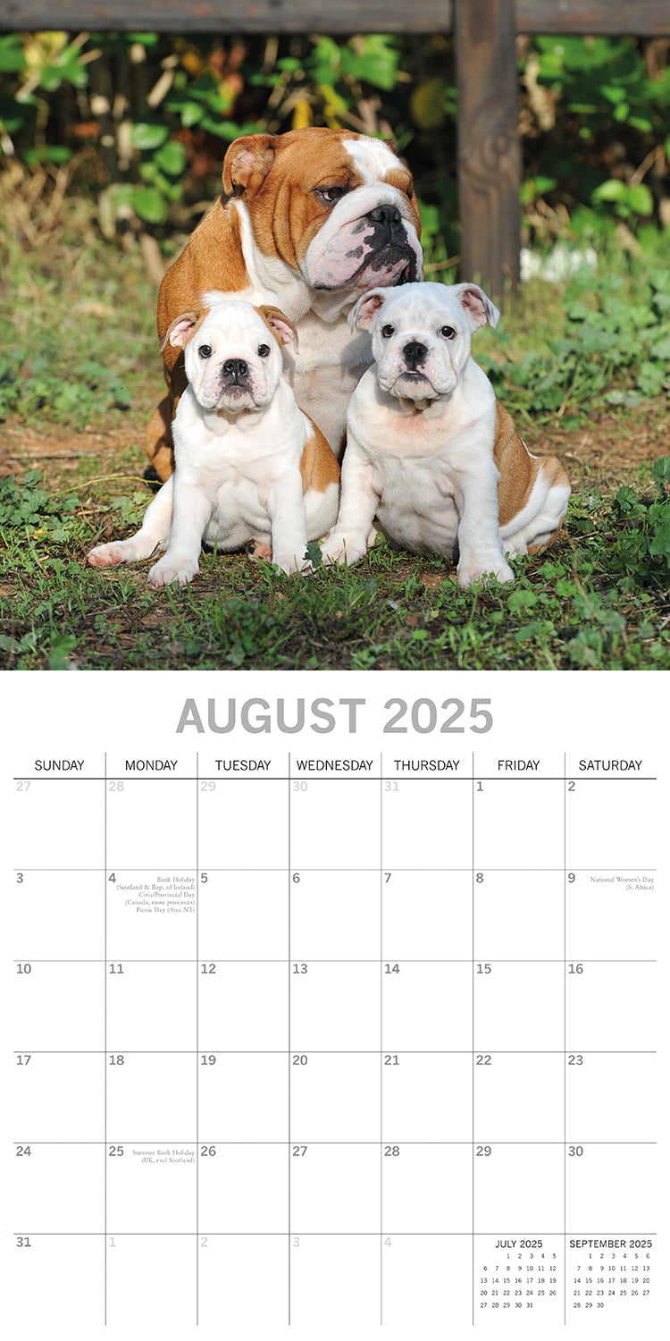 Bulldogs - 2025 Square Wall Calendar Dogs Pets Animals 16 Months Premium Planner V474-689777