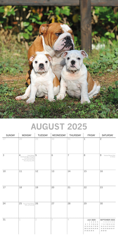 Bulldogs - 2025 Square Wall Calendar Dogs Pets Animals 16 Months Premium Planner V474-689777