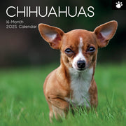 Chihuahuas 2025 Square Wall Calendar Dogs Pets Animals 16 Months Premium Planner V474-689779