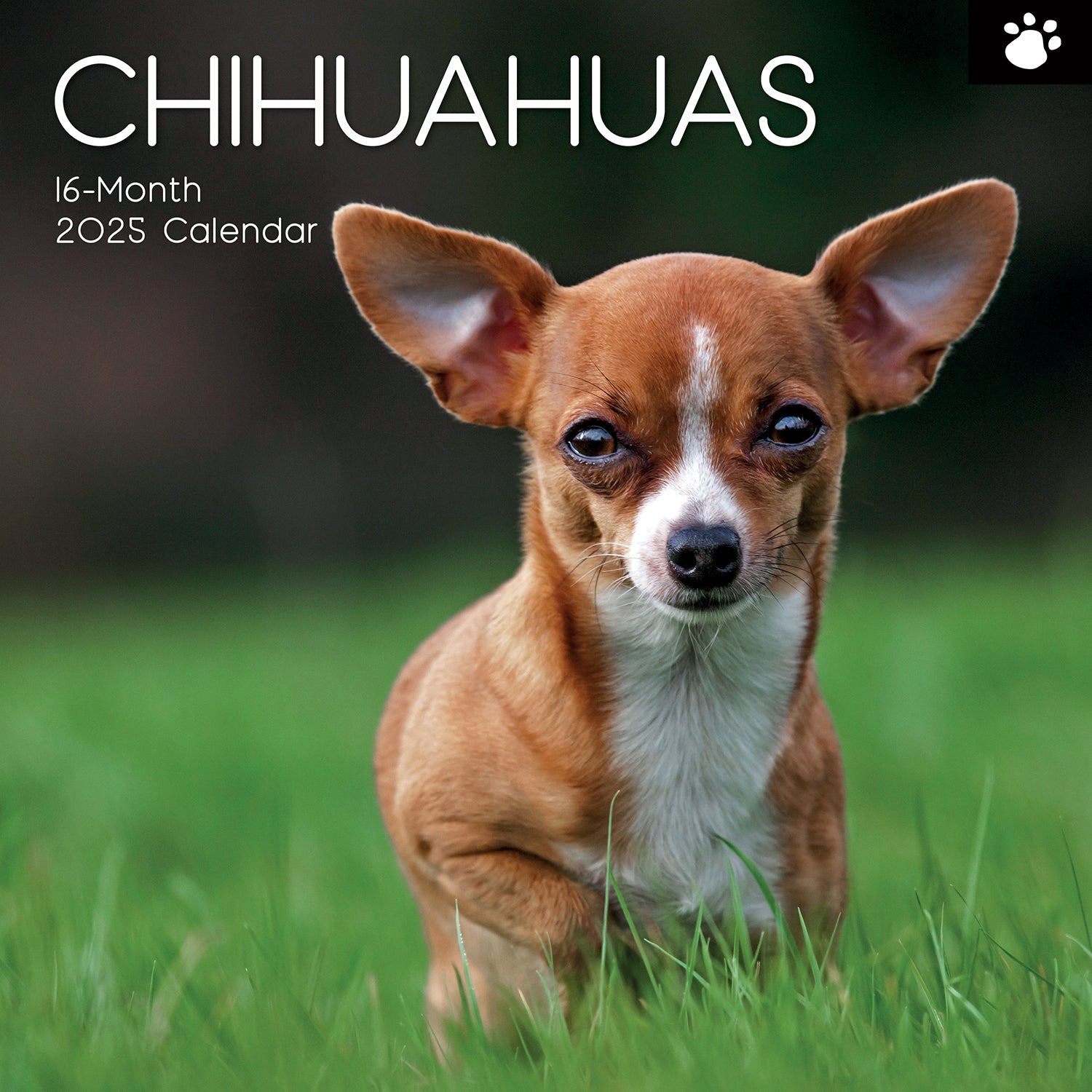 Chihuahuas 2025 Square Wall Calendar Dogs Pets Animals 16 Months Premium Planner V474-689779