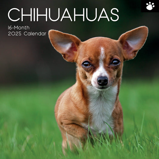 Chihuahuas 2025 Square Wall Calendar Dogs Pets Animals 16 Months Premium Planner V474-689779