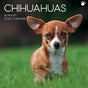 Chihuahuas 2025 Square Wall Calendar Dogs Pets Animals 16 Months Premium Planner V474-689779