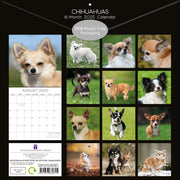 Chihuahuas 2025 Square Wall Calendar Dogs Pets Animals 16 Months Premium Planner V474-689779