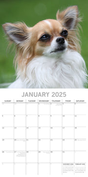 Chihuahuas 2025 Square Wall Calendar Dogs Pets Animals 16 Months Premium Planner V474-689779
