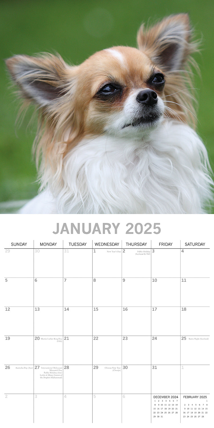 Chihuahuas 2025 Square Wall Calendar Dogs Pets Animals 16 Months Premium Planner V474-689779