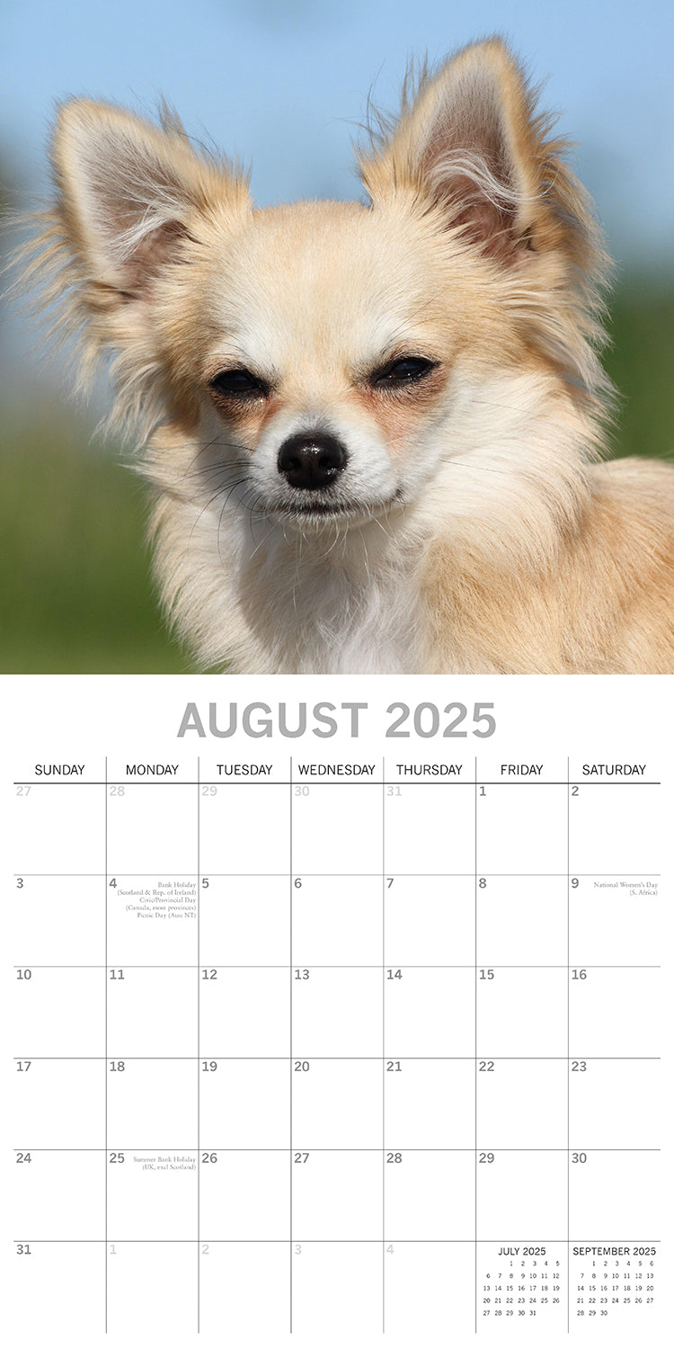 Chihuahuas 2025 Square Wall Calendar Dogs Pets Animals 16 Months Premium Planner V474-689779