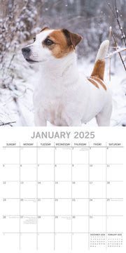 Jack Russells - 2025 Square Wall Calendar Dogs Pets Animals 16 Months Planner V474-689787