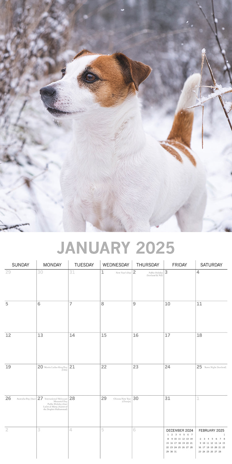 Jack Russells - 2025 Square Wall Calendar Dogs Pets Animals 16 Months Planner V474-689787
