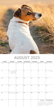 Jack Russells - 2025 Square Wall Calendar Dogs Pets Animals 16 Months Planner V474-689787