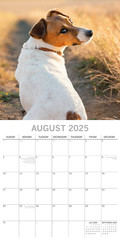 Jack Russells - 2025 Square Wall Calendar Dogs Pets Animals 16 Months Planner V474-689787