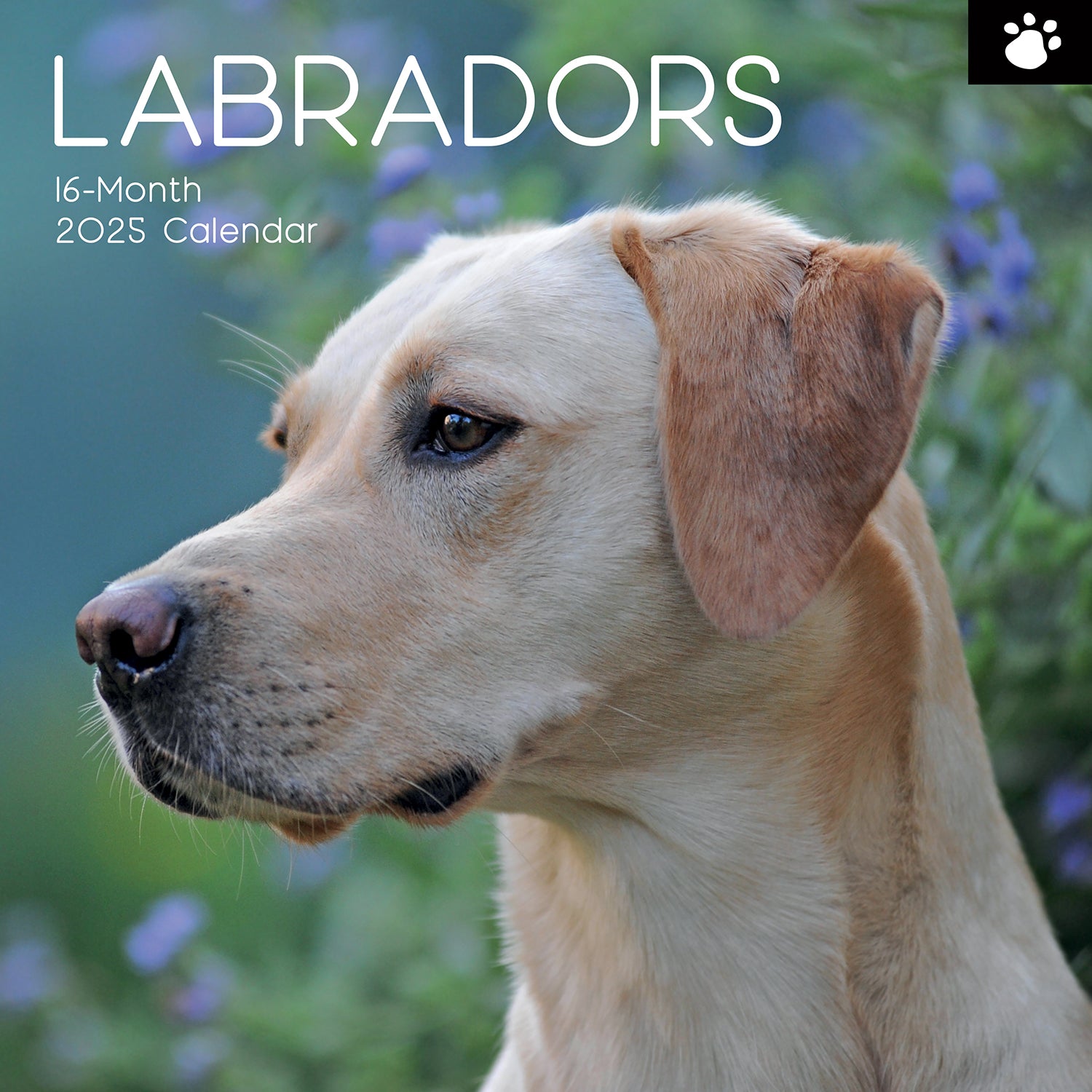 Labradors - 2025 Square Wall Calendar Dogs Pets Animals 16-Month Premium Planner V474-689788