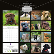 Labradors - 2025 Square Wall Calendar Dogs Pets Animals 16-Month Premium Planner V474-689788