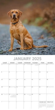 Labradors - 2025 Square Wall Calendar Dogs Pets Animals 16-Month Premium Planner V474-689788