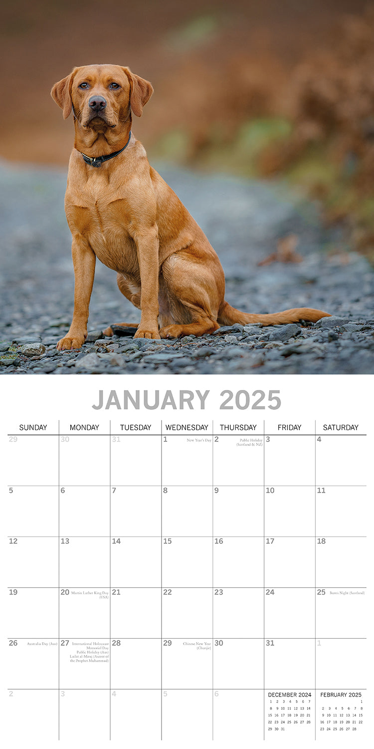 Labradors - 2025 Square Wall Calendar Dogs Pets Animals 16-Month Premium Planner V474-689788