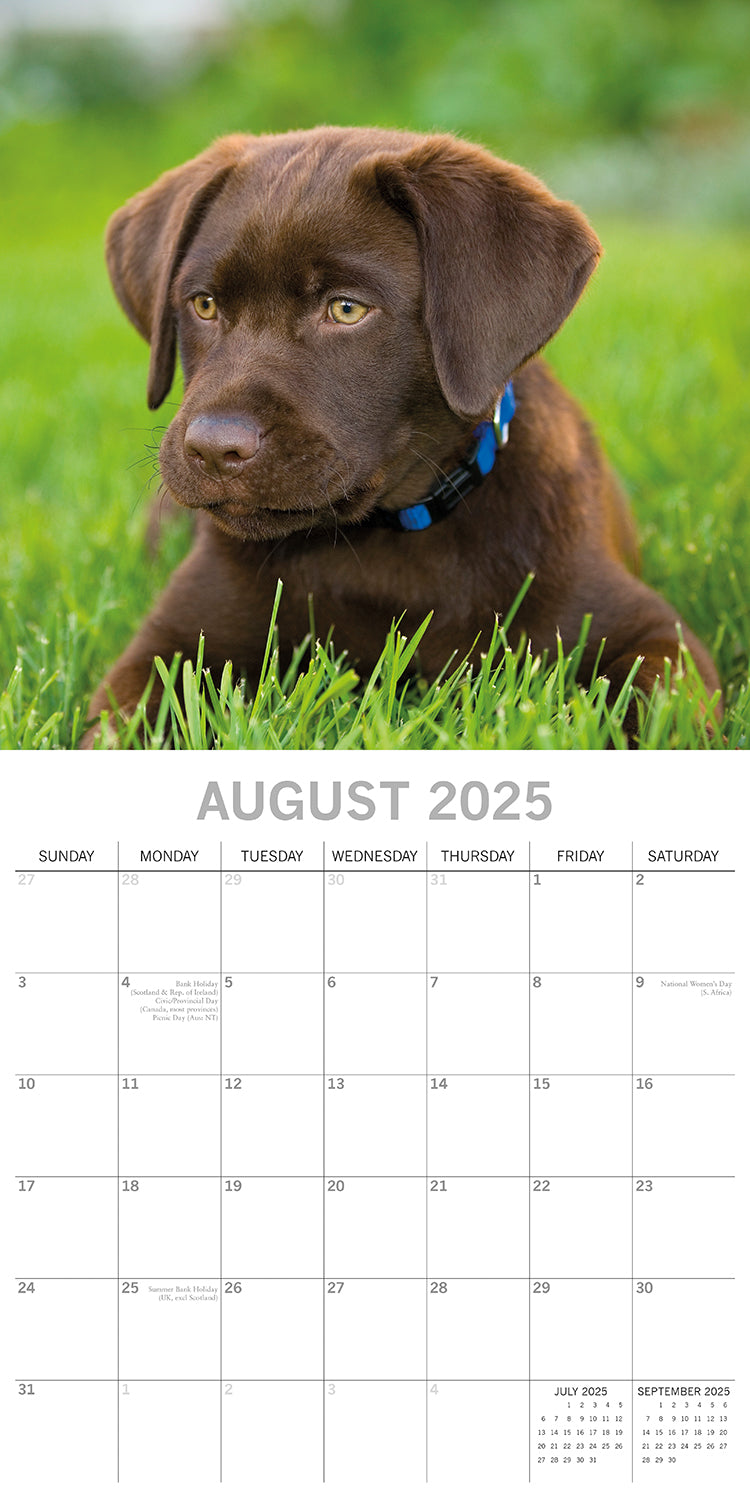 Labradors - 2025 Square Wall Calendar Dogs Pets Animals 16-Month Premium Planner V474-689788