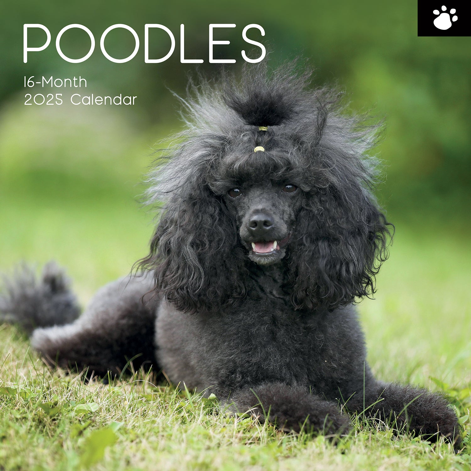 Poodles - 2025 Square Wall Calendar Dogs Pets Animals 16 Months Premium Planner V474-689789