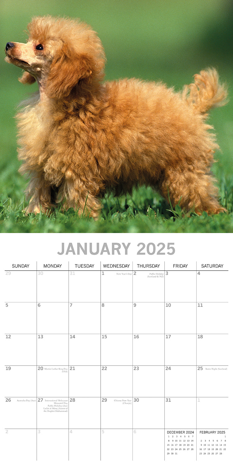 Poodles - 2025 Square Wall Calendar Dogs Pets Animals 16 Months Premium Planner V474-689789