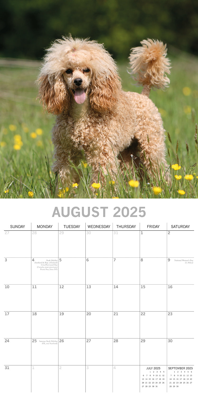 Poodles - 2025 Square Wall Calendar Dogs Pets Animals 16 Months Premium Planner V474-689789