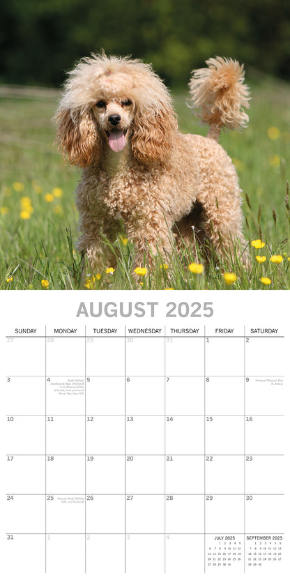 Poodles - 2025 Square Wall Calendar Dogs Pets Animals 16 Months Premium Planner V474-689789