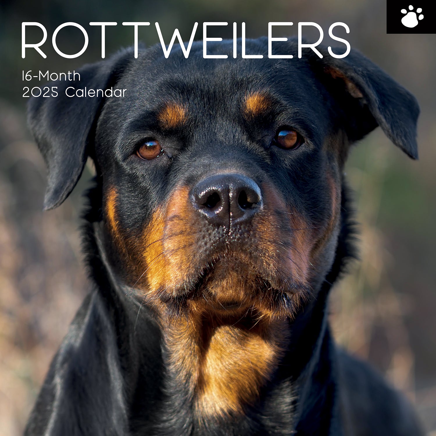 Rottweilers 2025 Square Wall Calendar Dogs Pets Animals 16-Month Premium Planner V474-689791