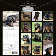 Rottweilers 2025 Square Wall Calendar Dogs Pets Animals 16-Month Premium Planner V474-689791