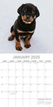 Rottweilers 2025 Square Wall Calendar Dogs Pets Animals 16-Month Premium Planner V474-689791