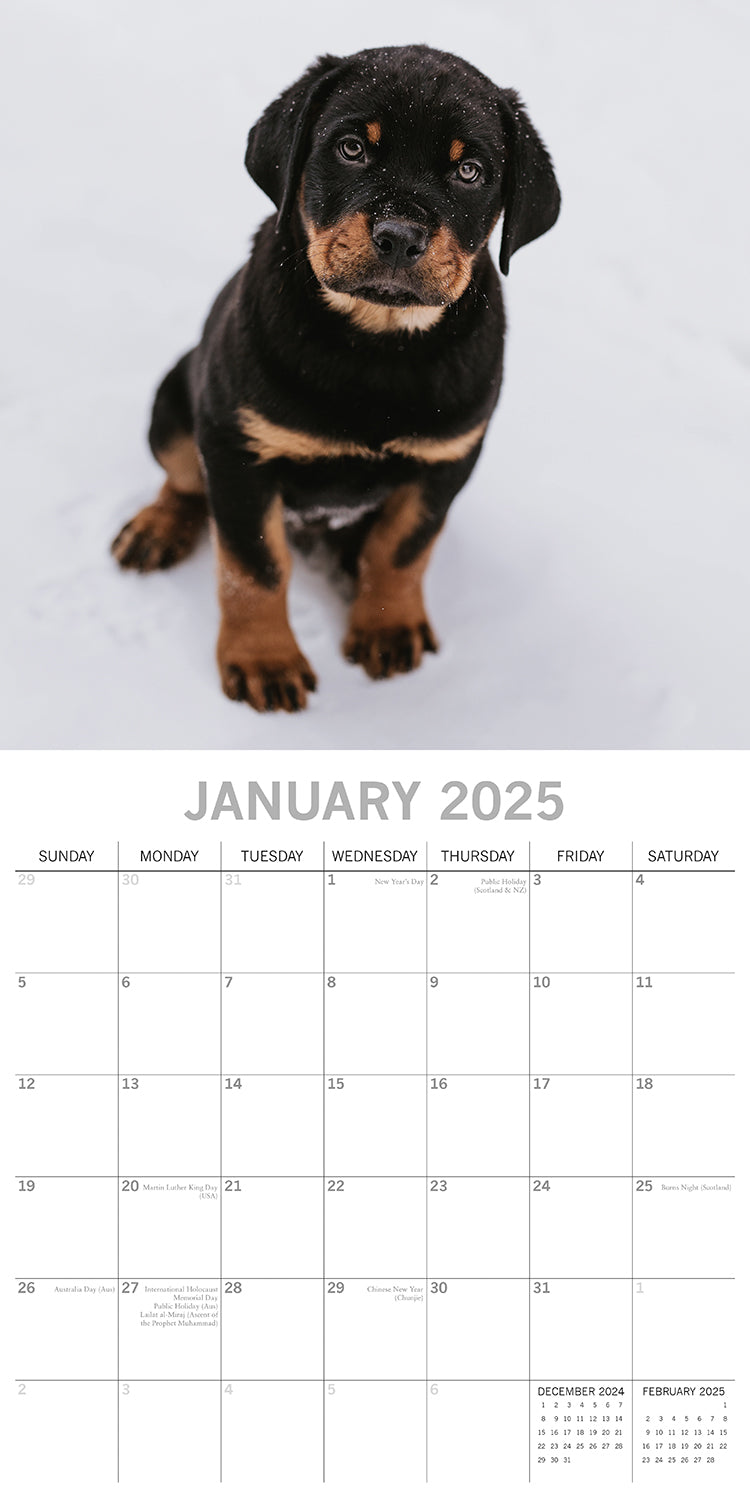 Rottweilers 2025 Square Wall Calendar Dogs Pets Animals 16-Month Premium Planner V474-689791