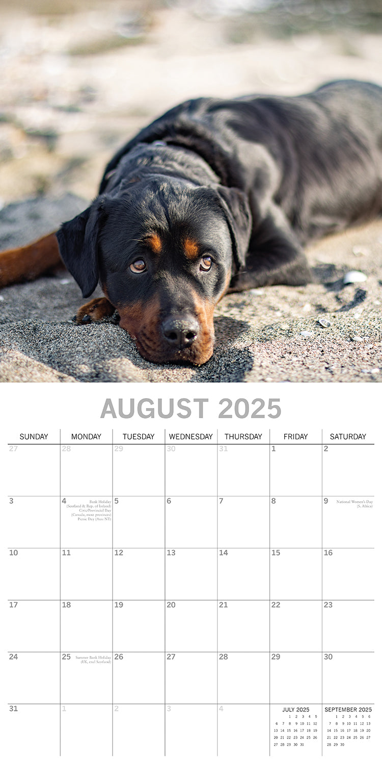 Rottweilers 2025 Square Wall Calendar Dogs Pets Animals 16-Month Premium Planner V474-689791