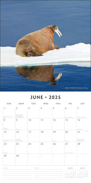 Arctic - 2025 Square Wall Calendar Nature 16 Month Premium Planner New Year Gift V474-695169