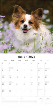 Papillions - 2025 Square Wall Calendar Animals 16 Months Premium Planner Gift V474-695237